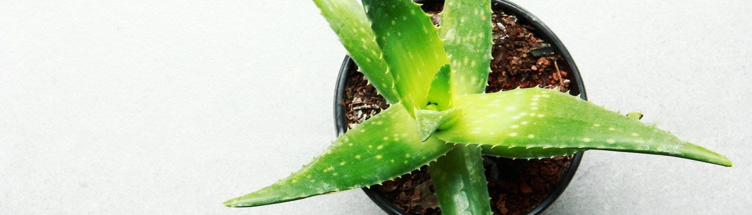 leaf-3283175_1920