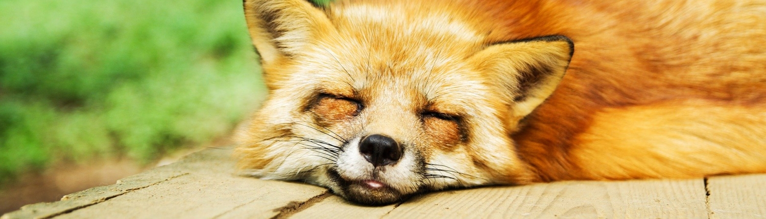 Nicht nur dem Fuchs verhilft der Schlaf zu neuen Kräften.