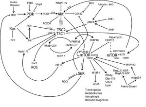 640px-MTOR-pathway-ger