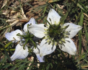 606px-Nigella_sativa_Rasen_Hotel_Sousse_2009 Echter Schwarzkümmel